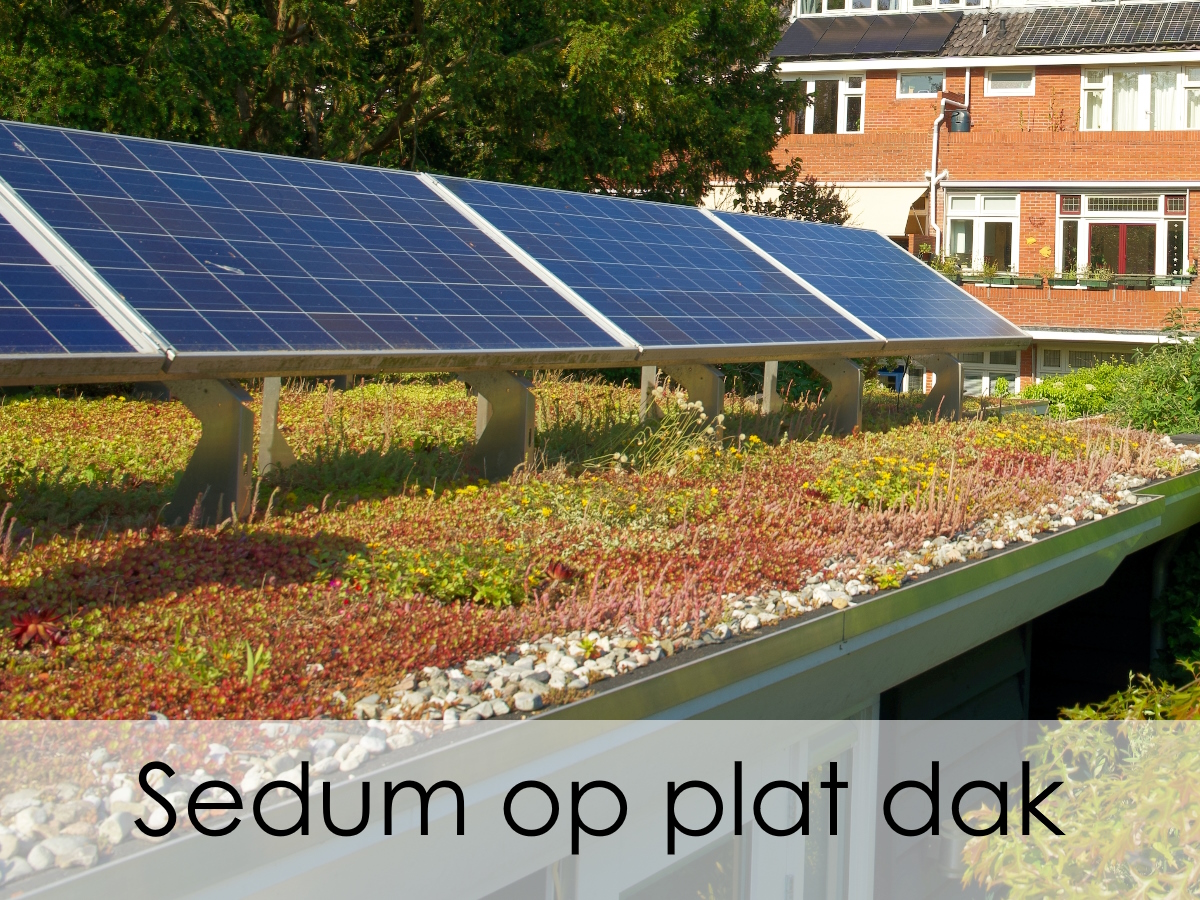 sedum op plat dak